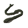 Raw cave eel